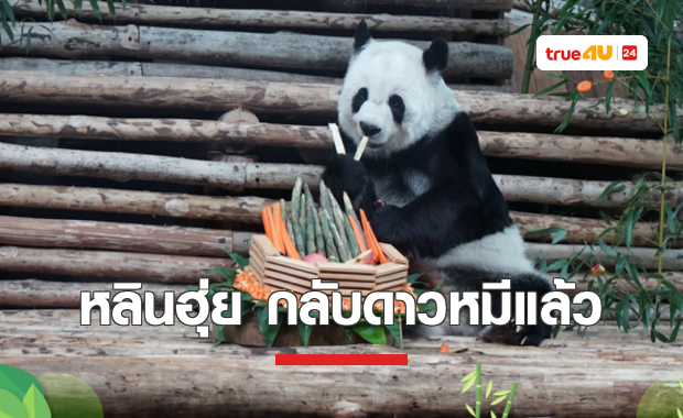 “หลินฮุ่ย” แพนด้าขวัญใจชาวไทยกลับดาวหมีอายุ 21 ปี